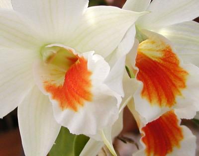 Denbrobium Fire Coral orchid