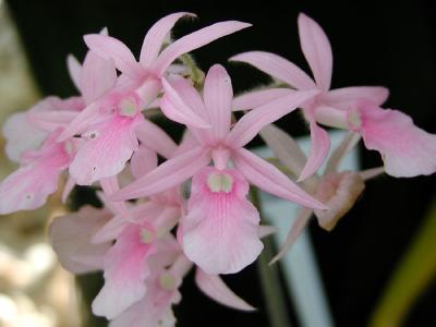 Calanthe Rosea Orchidaceae
