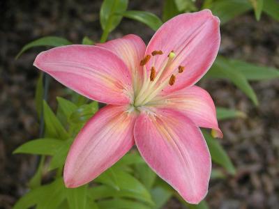 Asian Lily