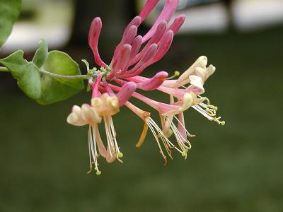 Honeysuckle