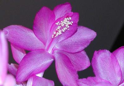 Thanksgiving Cactus