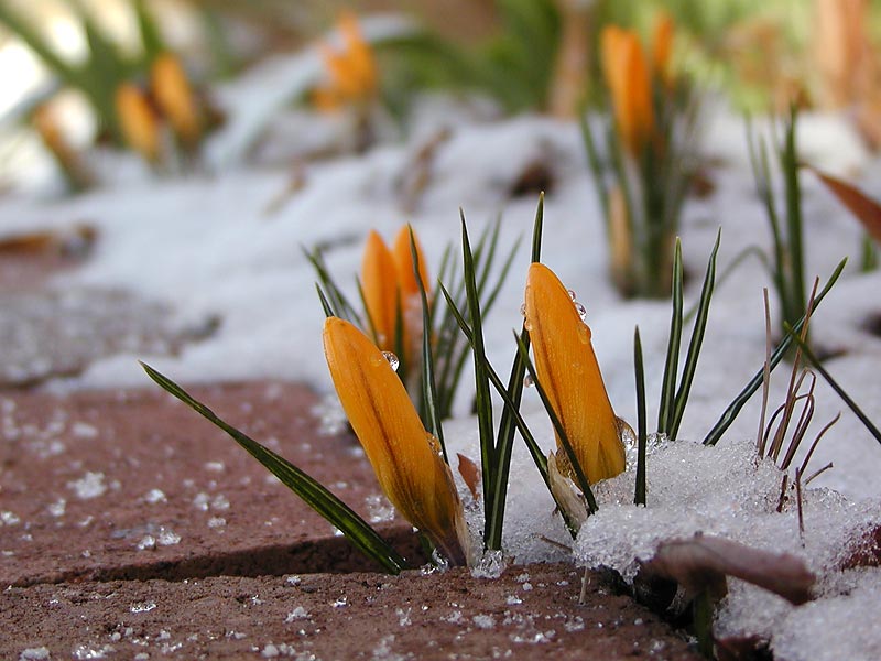 February Snowfall in North Carolina