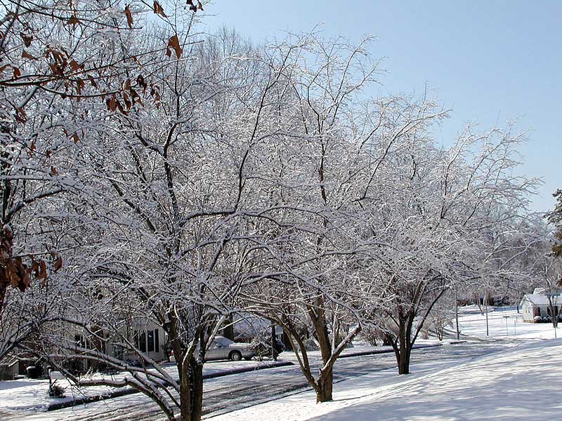 Neighbors cherry tree in the February snow.