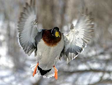 Winter Spread - Duck