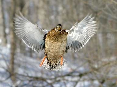 Wild Fling - Duck