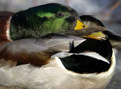 Rub-A-Dub-Dub - Duck