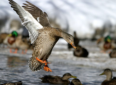 Make Way For Daisy May - Duck