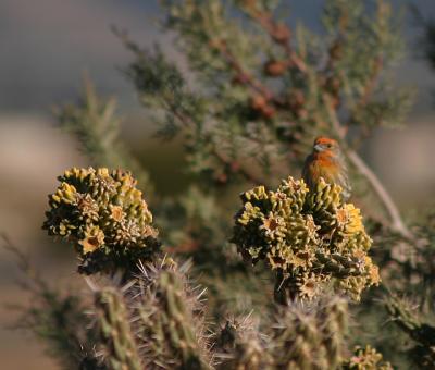 bird_on_cactus.jpg