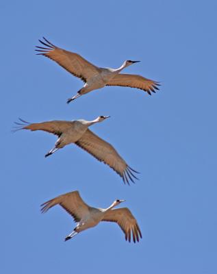 three cranes