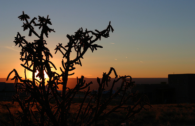 cactus_glow.jpg