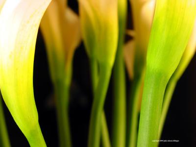 callas, guatemala