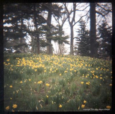 4.8 daffs in patches