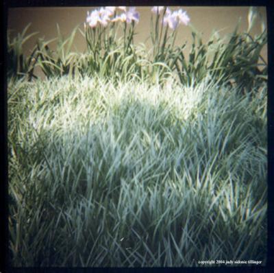 6.2 pond grasses