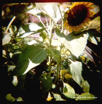 7.15 sunflower
