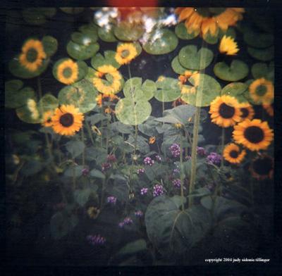 8.13 lilies+sunflowers