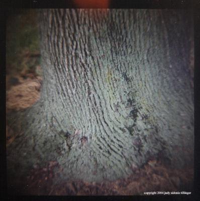 9.1 treetrunk fingerprint