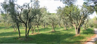 9.16 st paul olive panorama 2