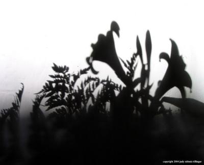 lily shadows, guatemala