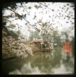 4.8 japanese idyll