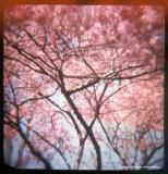 4.14 pink cherry