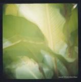 8.12 leaf composition