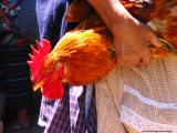 chicken,antigua, guatemala