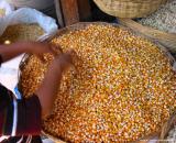 playing the corn, antigua, guatemala