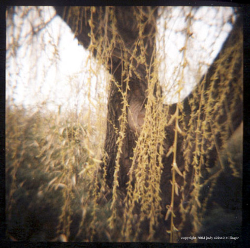 4.8 willow weeping