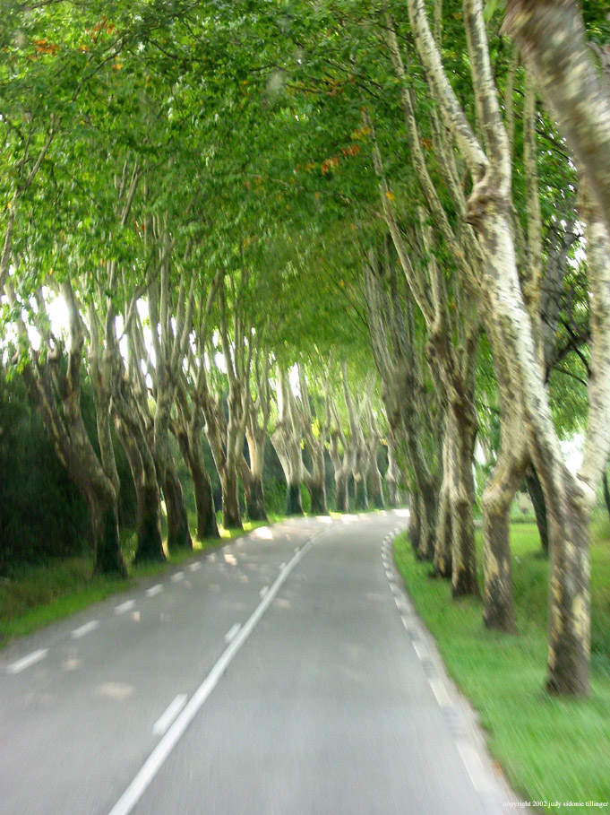 9.17 plane trees 2