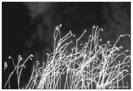 grassy