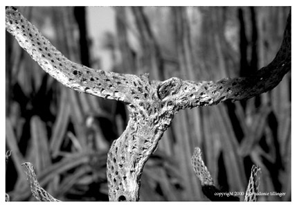 cholla skeleton