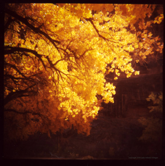 yellow tree/diana