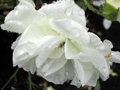 White Rose in the Rain