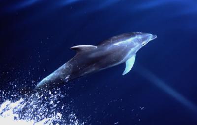 Dolphins - Golfinhos