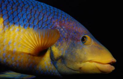 Budio - Spanish hogfish