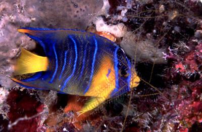 Ciliares Juvenil - King Angel Fish