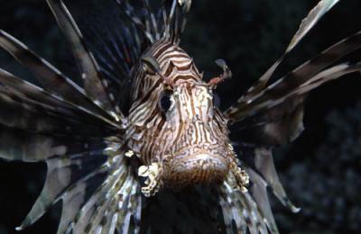 Peixe Leo - Lion Fish