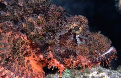 Peixe Escorpio - Scorpion fish