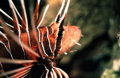 Lion Fish