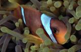 Peixe Palhao - Clown Fish