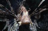 Peixe Leo - Lion Fish