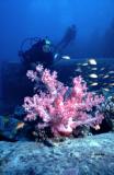 Coral Mole - Thistlegorm