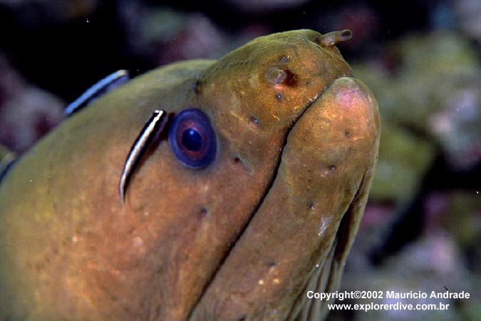 Moreia Verde - Green Moray