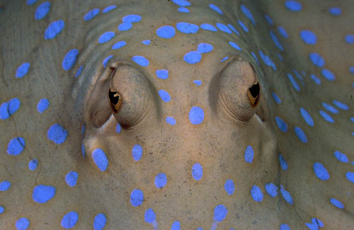Raia Pintada - Blue Spoted Ray