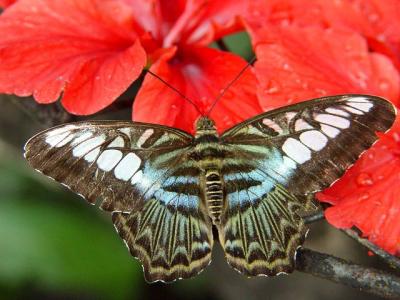 Butterfly Park