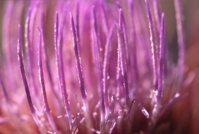 Artichoke Blossom