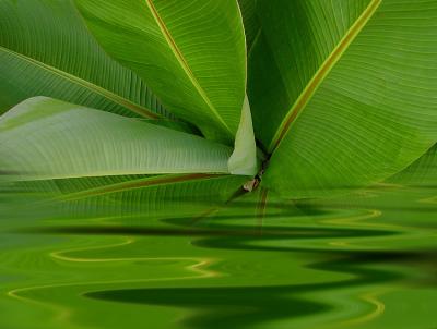 African bananatree leaves