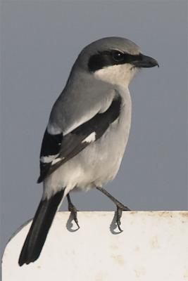 Shrike.jpg