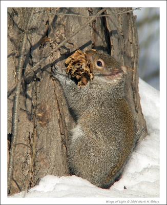 Eastern Gray Squirrel building nest