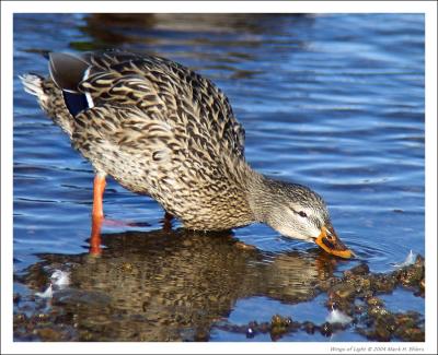 Female Mallard